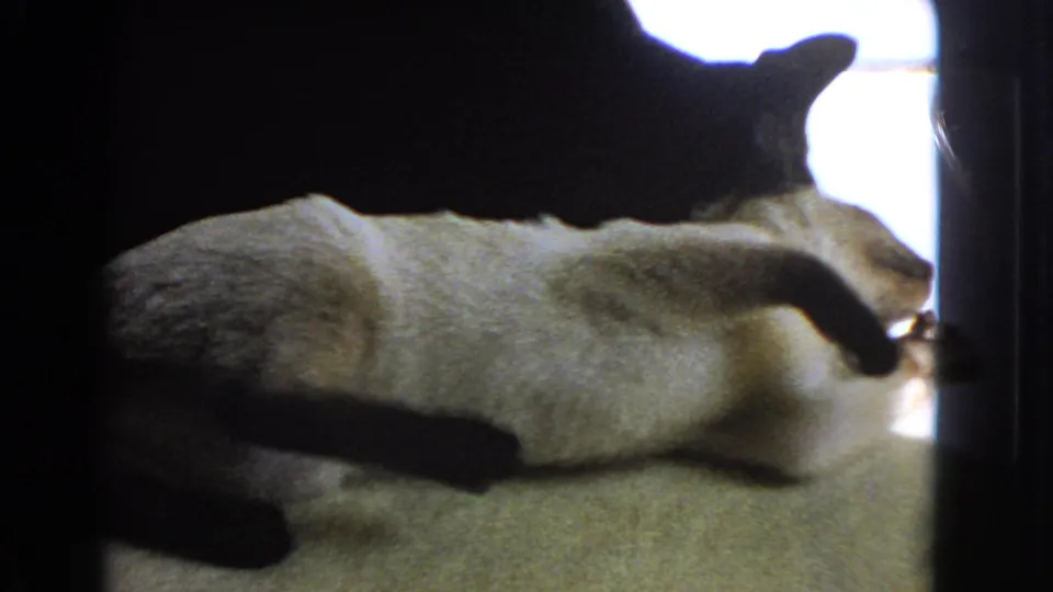1966 Barstow 8mm frame showing a pale Siamese-type cat on its back with paws raised as a black cat hovers above.