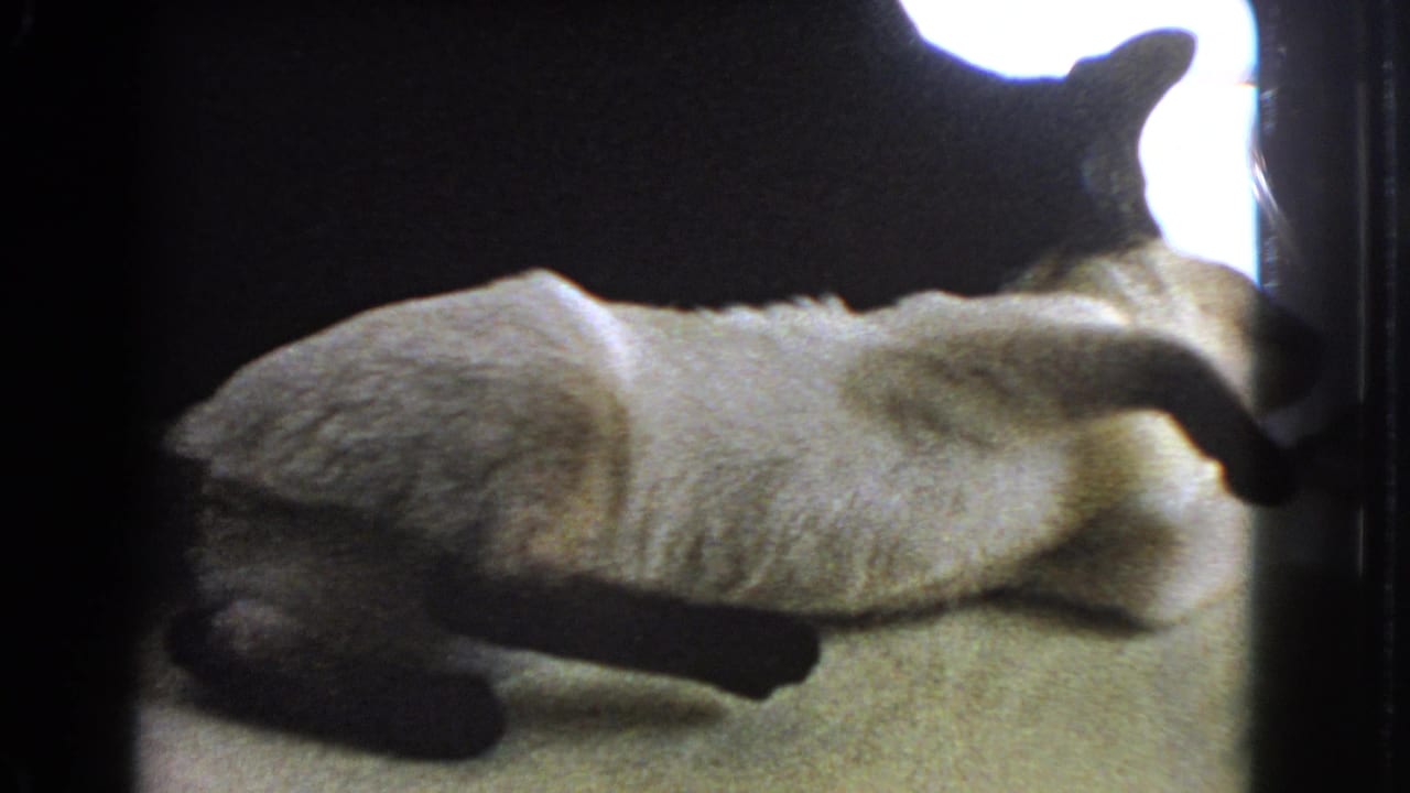 Pale cat stretched on its side as a black cat remains close above it.