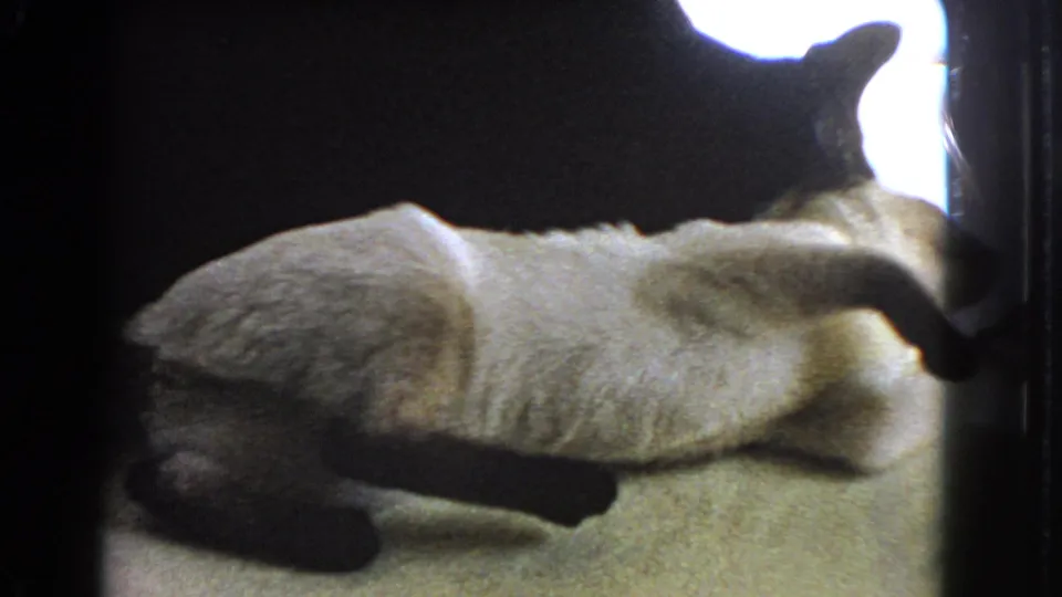 The pale Siamese-type cat lies stretched near bright window light while the black cat stays mostly in silhouette above it.