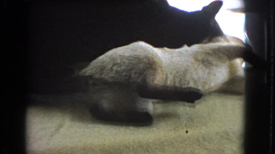 In this 1966 Barstow home-movie frame, the pale cat reclines with paws lifted while the black cat remains close in the dark background.
