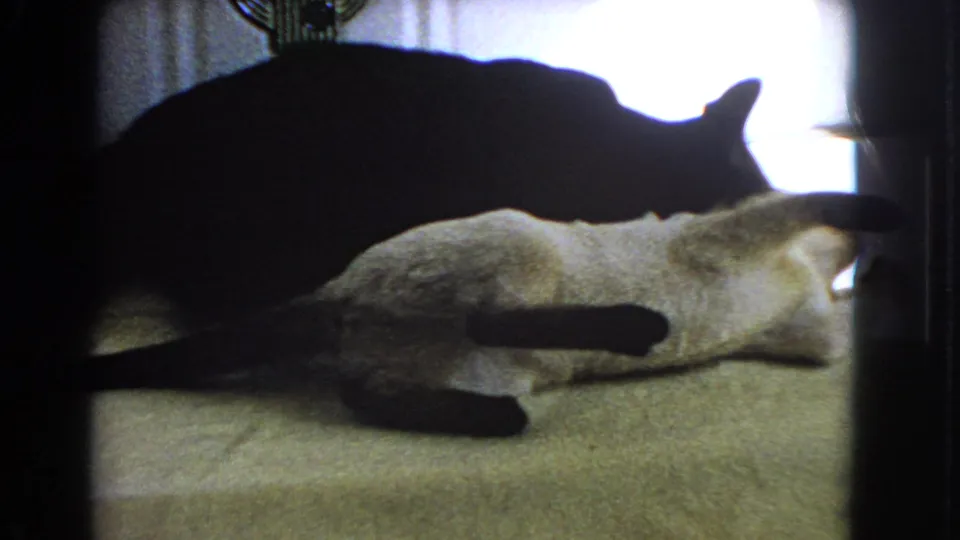 A dark cat silhouette crosses over the pale cat, which lies on its side against a bright backlit window area.