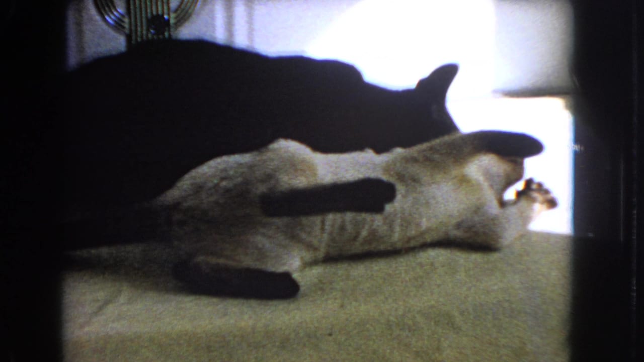 In this 1966 Barstow home-movie frame, a dark cat hovers over a light cat stretched on a covered table by a bright window.