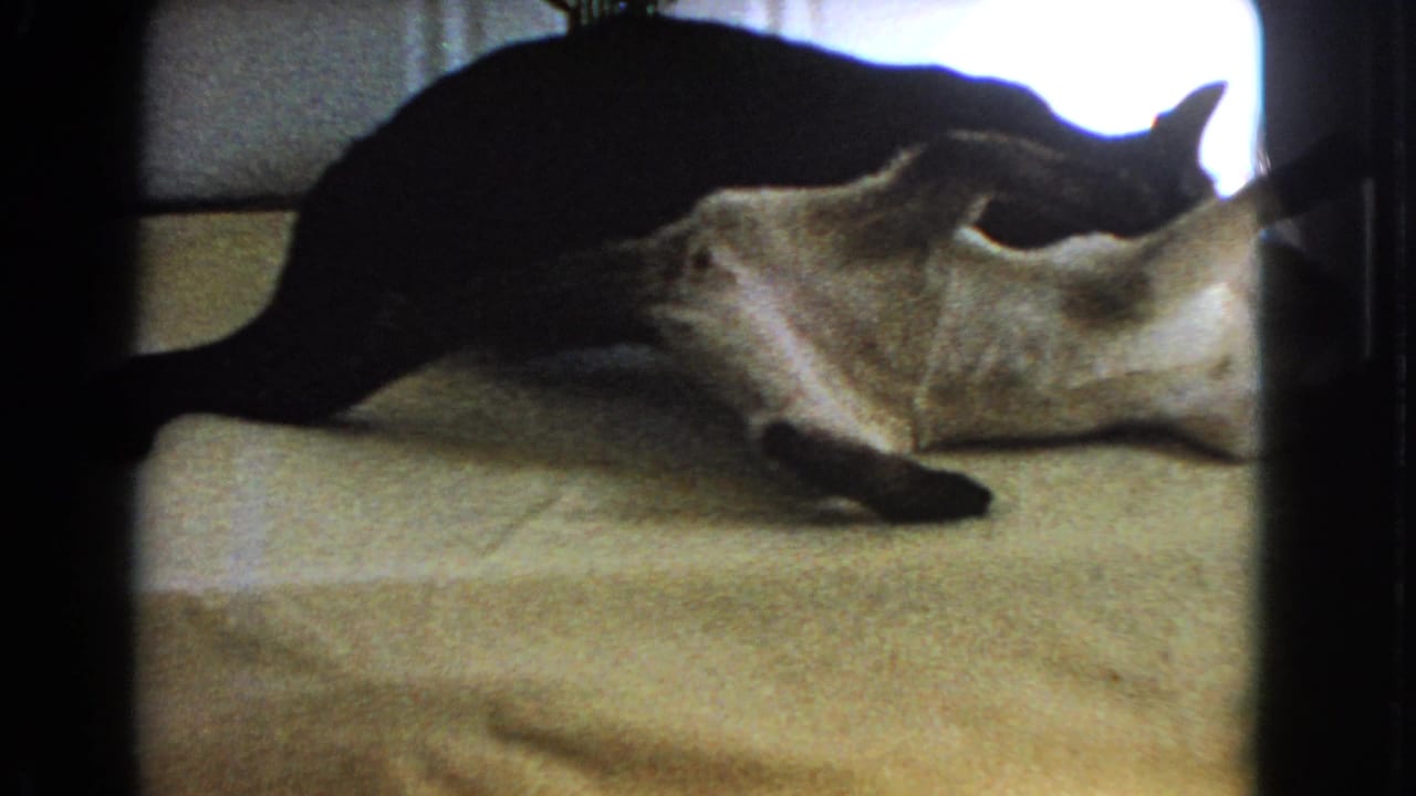 Dark cat stands above a light cat resting on a covered table near a window.