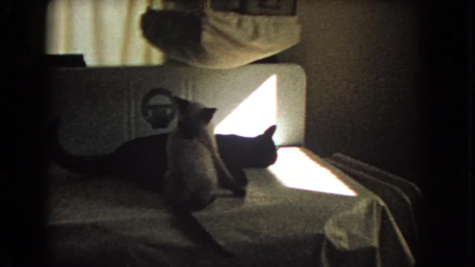 Two cats sit together on a covered table in the Barstow home interior, with a curtain, wall, and bright window visible.