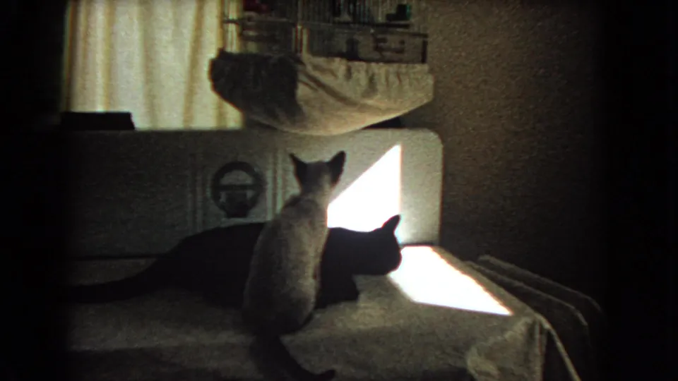 A light cat sits upright behind a dark cat on the covered table, with window light and household objects in the background.
