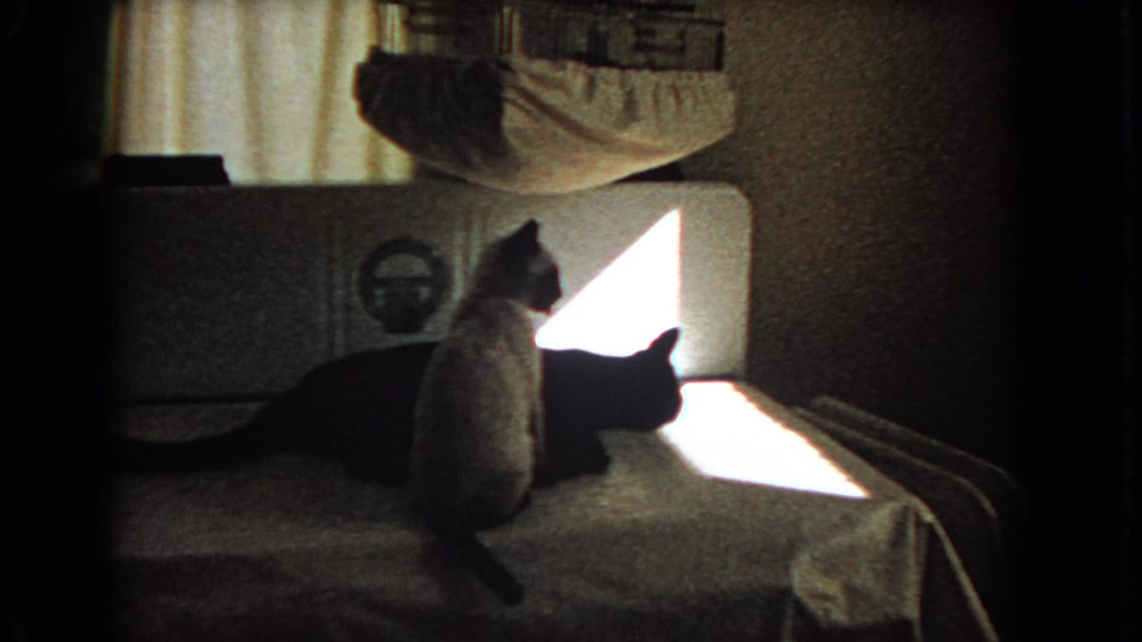 Two cats on a bed beside a bright triangular patch of sunlight.