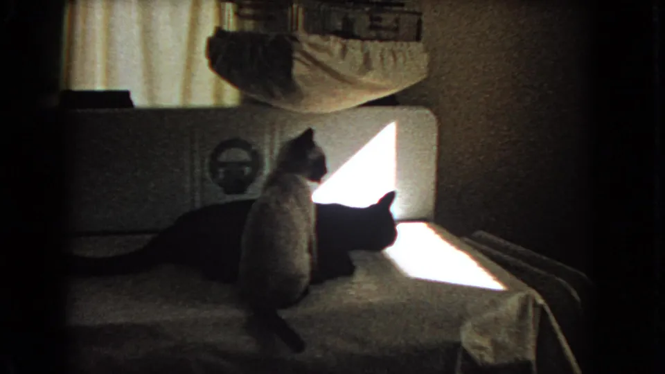 In a 1966 Barstow home interior, a light cat sits near a black cat lying on a bed in strong window light.