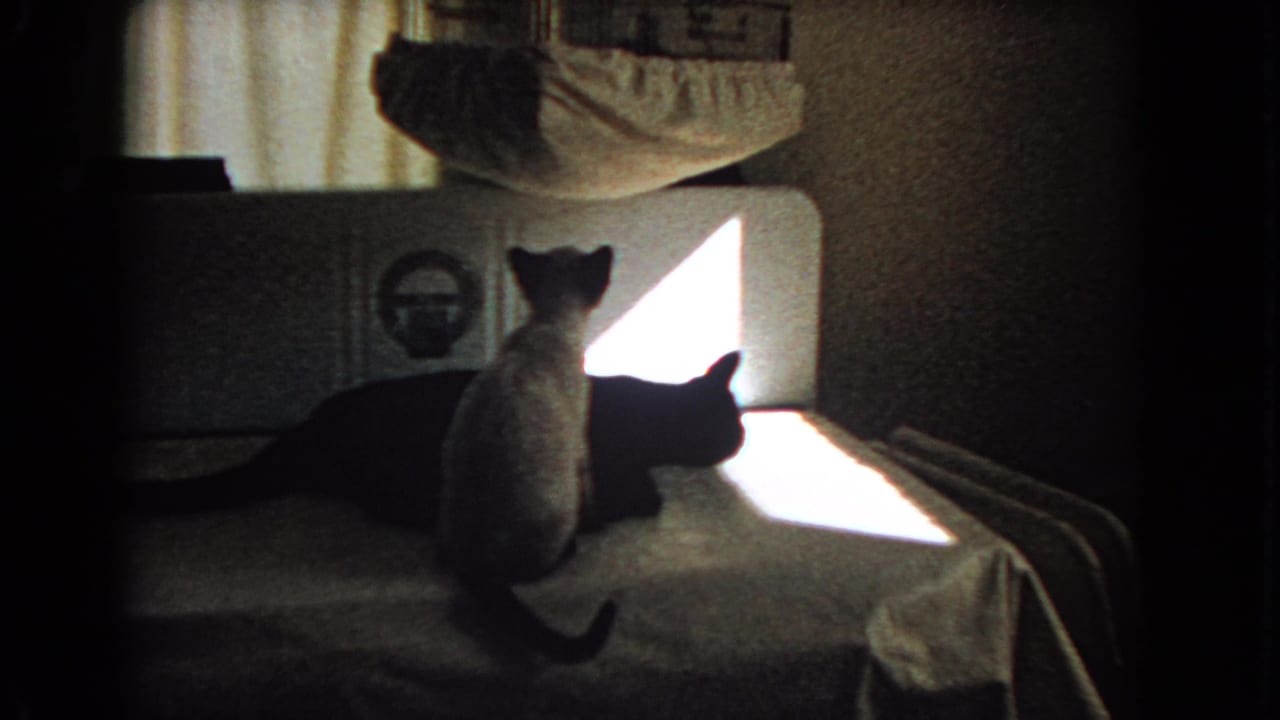Light-colored cat sits upright while a black cat lies on the bed.