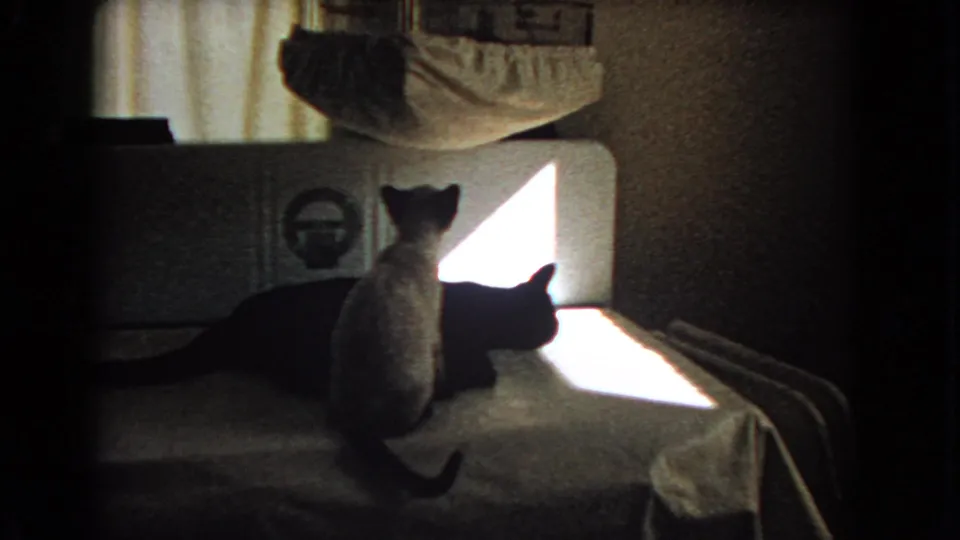 Two cats remain on a bed in a private Barstow bedroom, with curtains and a bright sunlit triangle behind them.