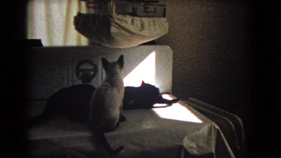 A black cat stretches on the bed as a light-colored cat watches in the sunlit bedroom scene.
