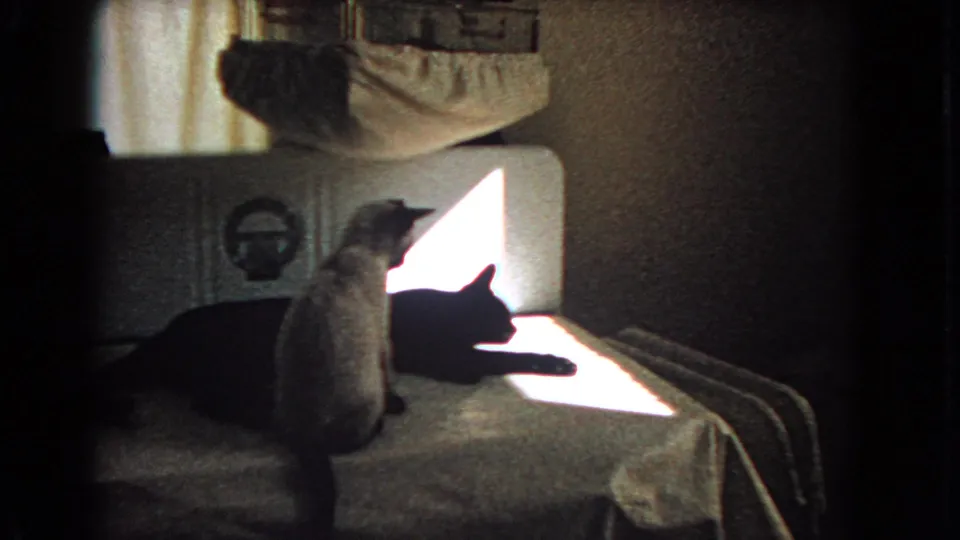 The light-colored cat sits near the black cat, which lies stretched toward the sunlit area on the bed.