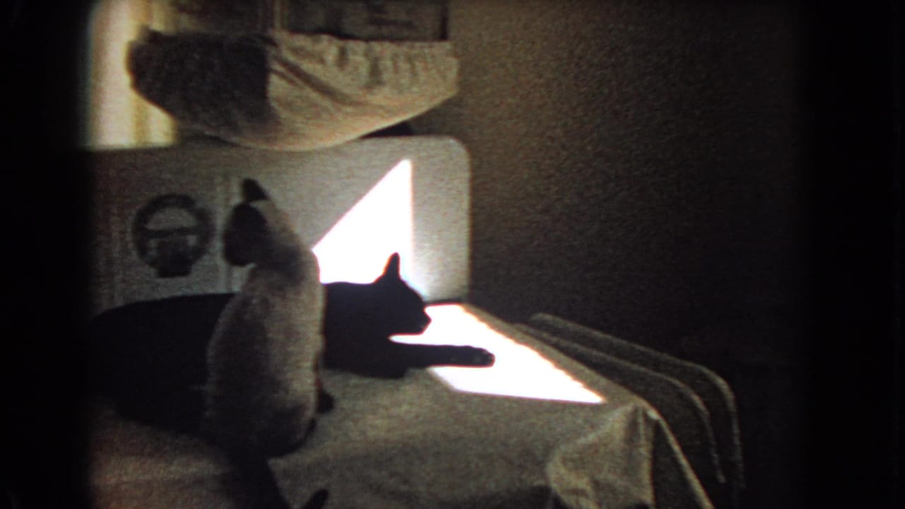 Two cats on a bed in a sunlit room, with one cat sitting and the black cat stretched nearby.