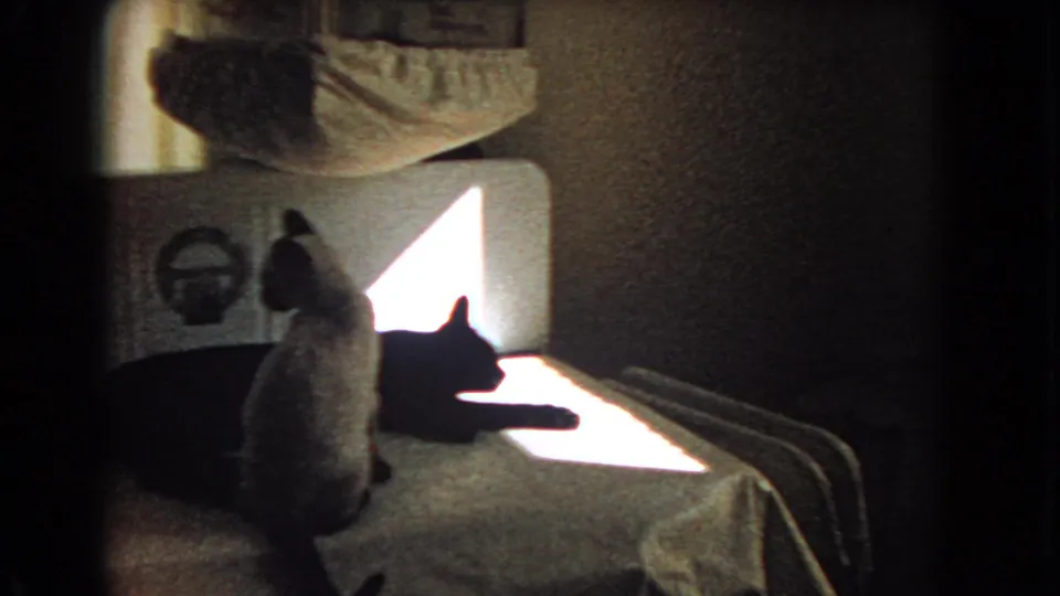 1966 Barstow home-movie frame showing a light-colored cat sitting on a bed while a black cat rests in a bright patch of sunlight.