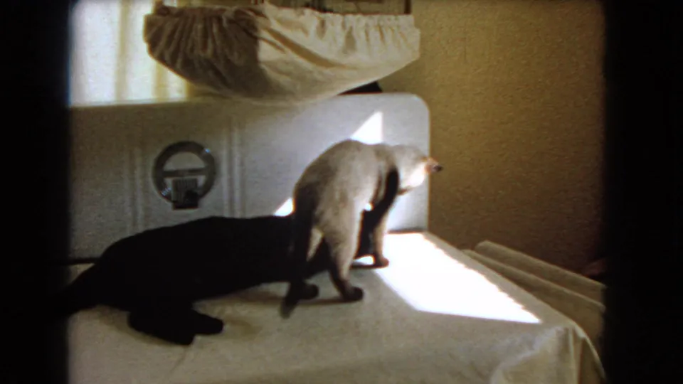1966 Barstow interior frame with a light-colored cat standing on a bed beside a reclining black cat in strong window light.