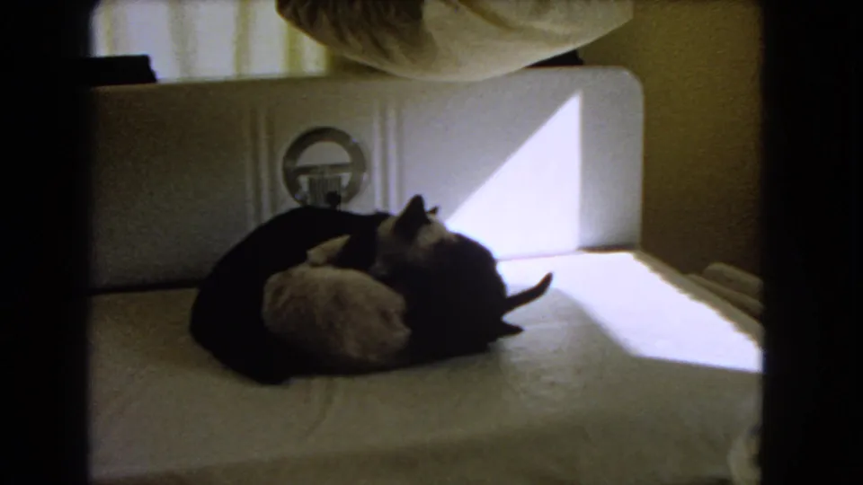 1966 Barstow home interior frame showing the light-colored cat and black cat curled together on a bed near the headboard.