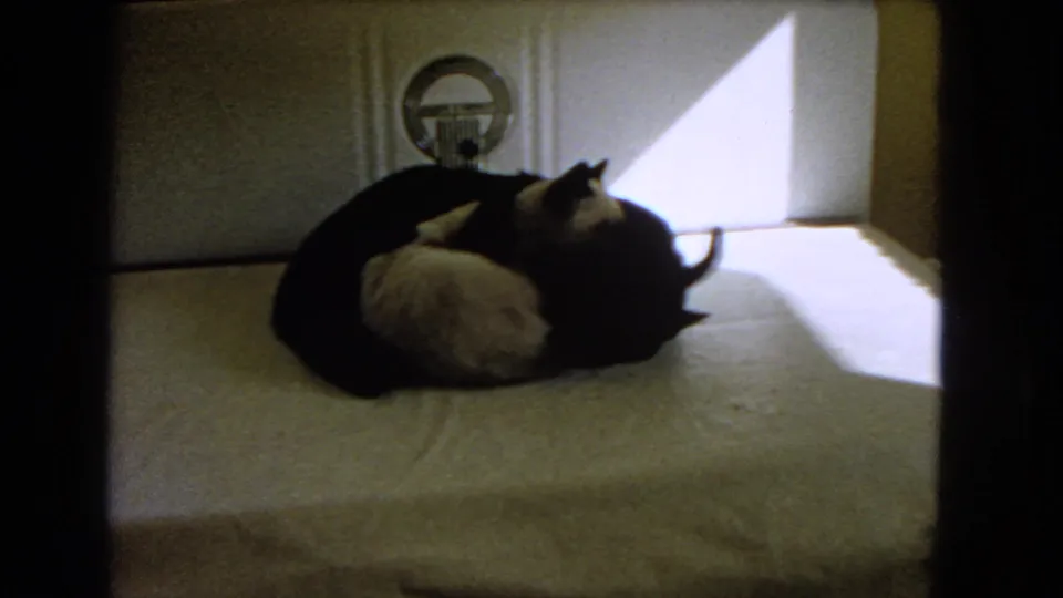 1966 Barstow frame with a black cat and light-colored cat resting close together on a bed in a private room.