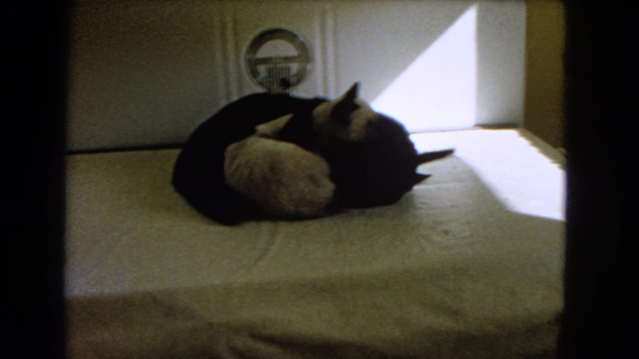 Two cats curled together on a sunlit bed, with one cat grooming the other.