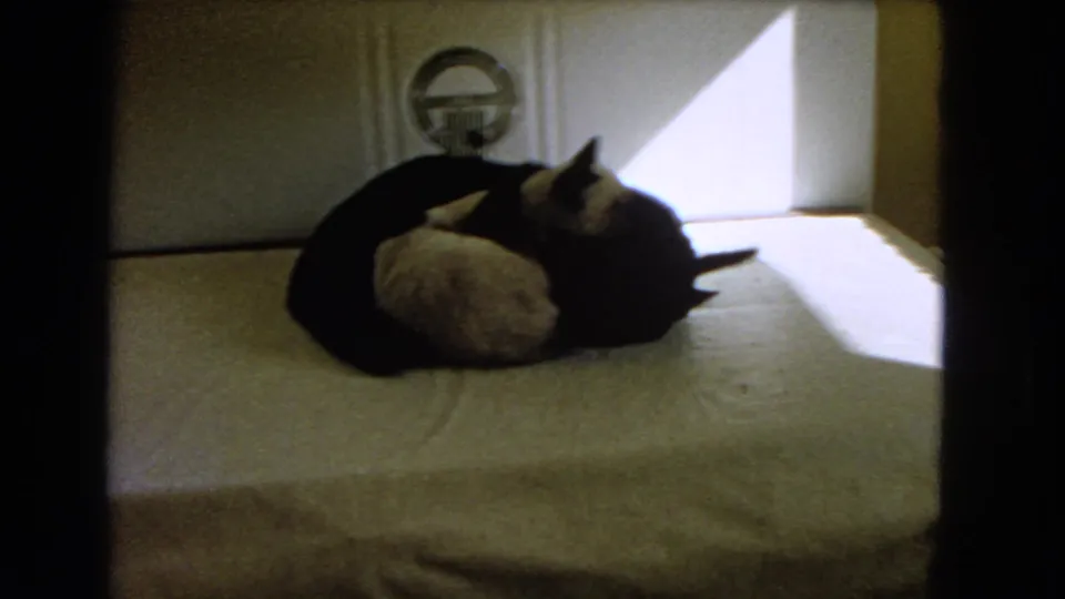1966 Barstow home-movie frame showing a white cat licking a black cat on a bed in strong window light.