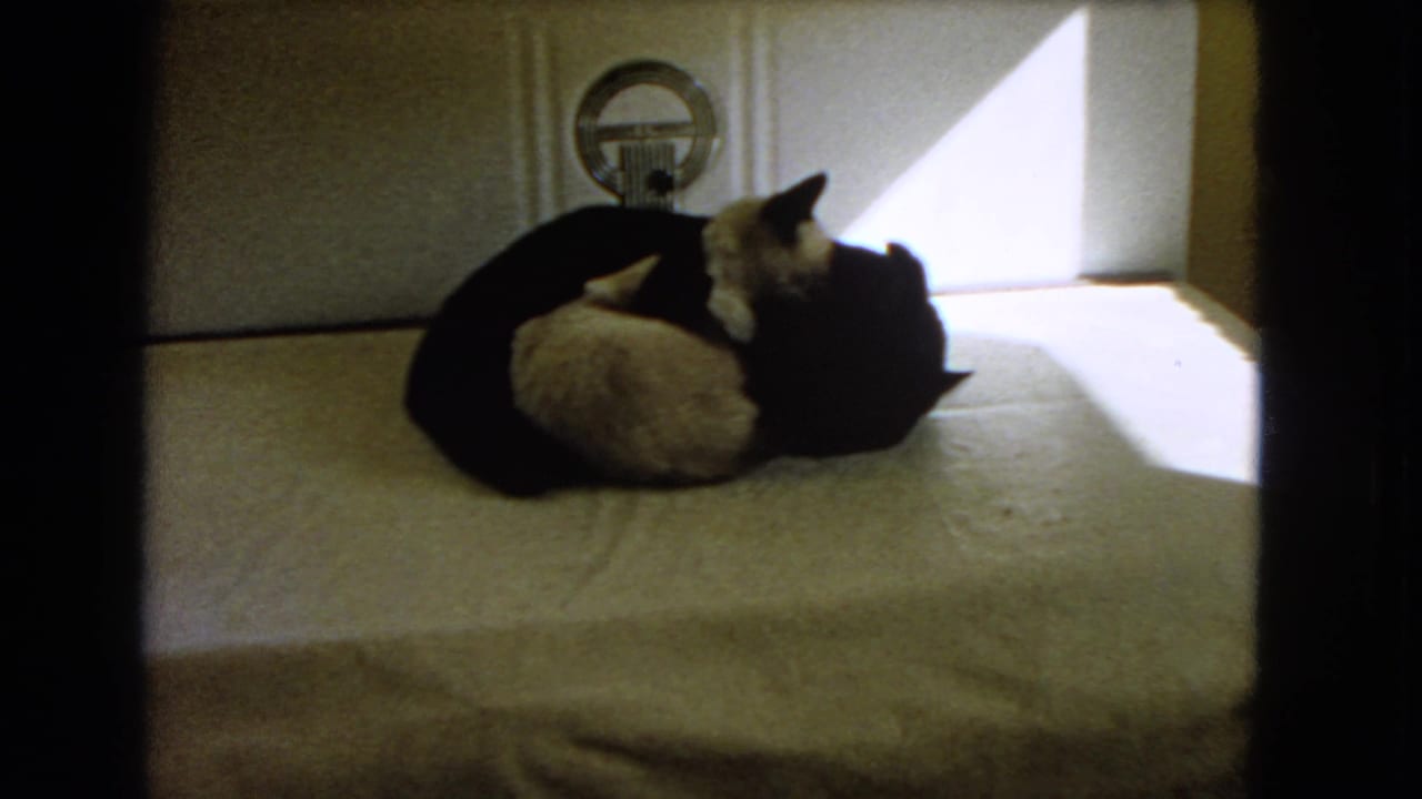 White and black cats rest together on a bed beside a bright window-shaped patch of light.