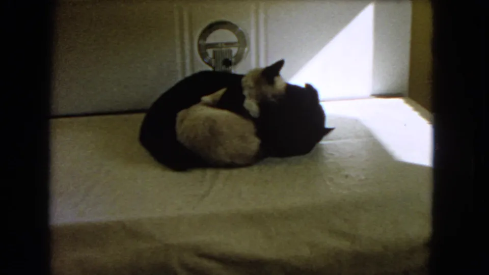 1966 Barstow frame of two cats nestled on a bed, with the white cat close against the black cat in window light.