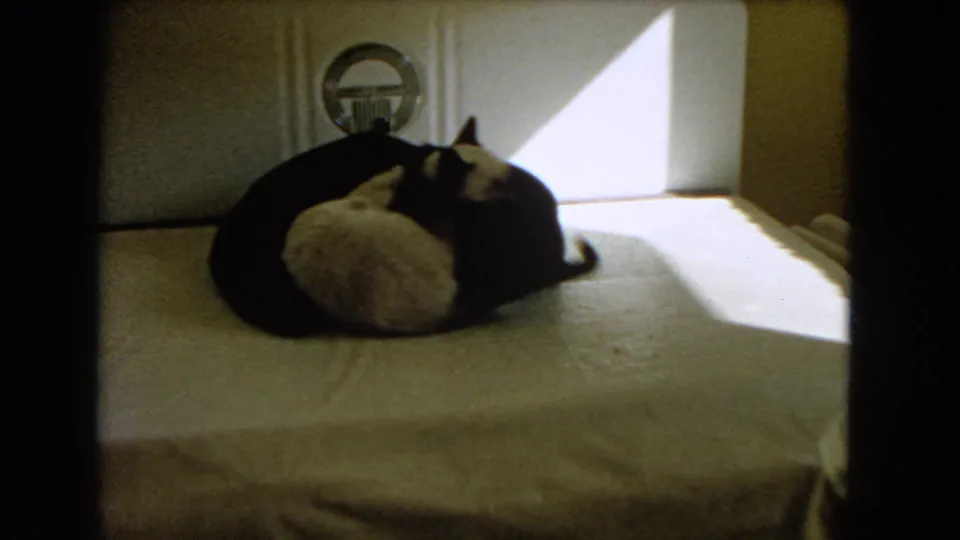 1966 Barstow frame showing the two cats still nestled on the bed, with high-contrast sunlight and shadow.