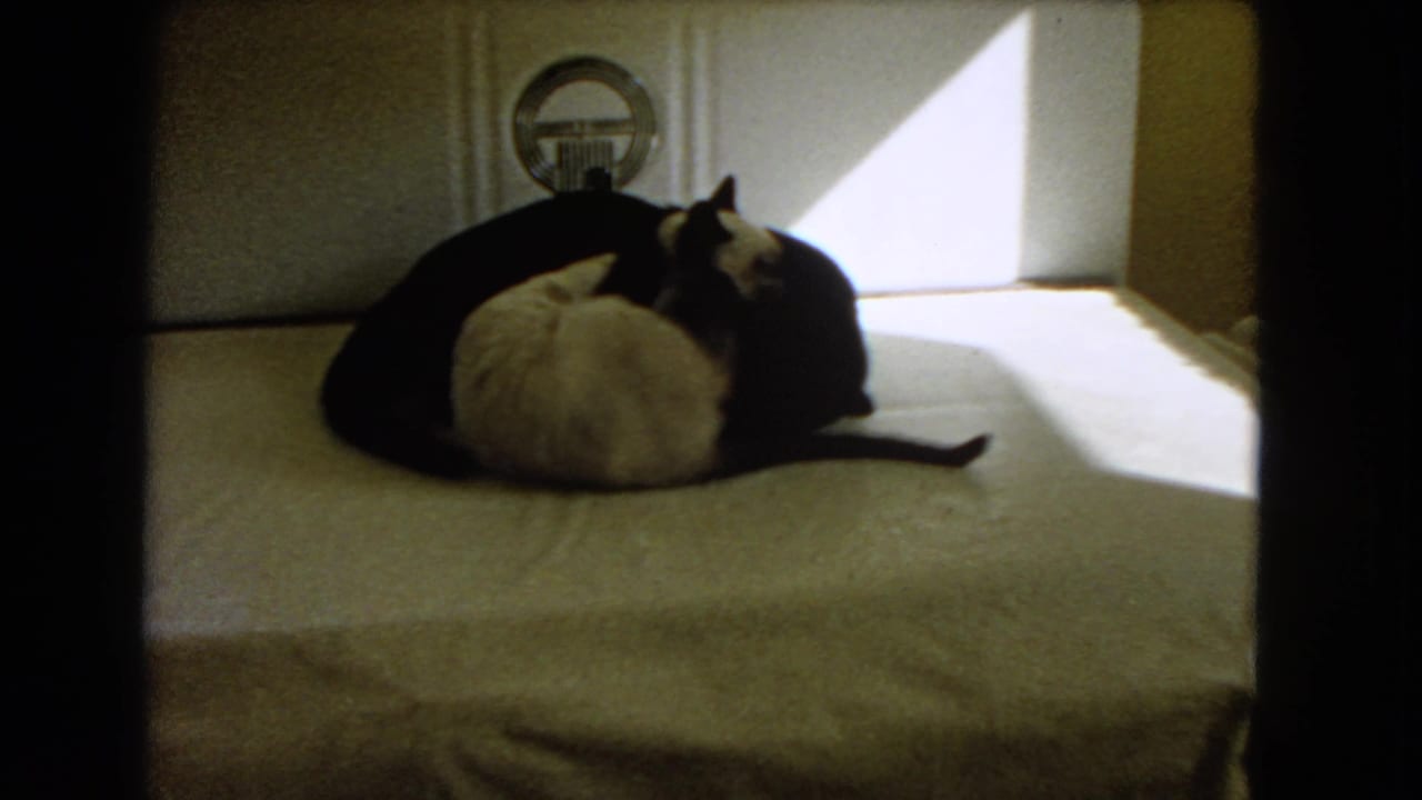 Black cat and light-colored Siamese cat curled together on a covered table near a sunny window.
