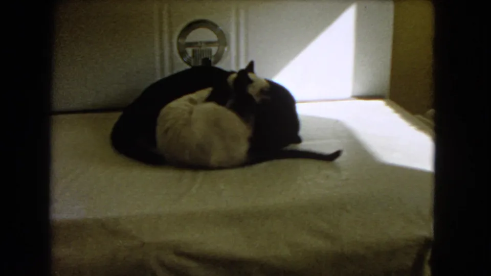 1966 Barstow home-movie frame of a black cat and light-colored Siamese cat resting together on a covered table in warm window light.