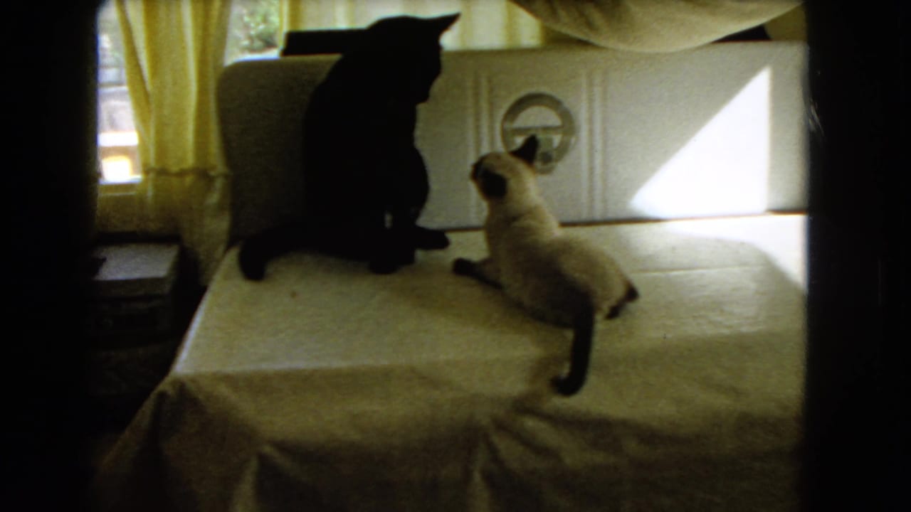 1966 Barstow home-movie frame with a black cat sitting upright on a covered table as a Siamese cat watches nearby.
