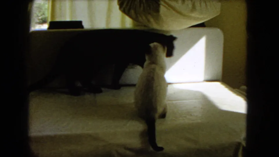 1966 Barstow home-movie frame of a black cat leaning toward a Siamese cat on a covered table in a private interior.