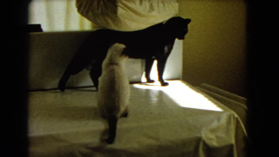 1966 Barstow home-movie frame showing a black cat standing in a sun patch as a Siamese cat watches on the covered table.