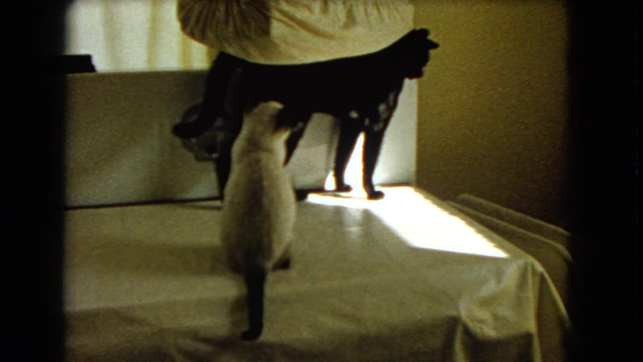 Siamese cat sits on a covered table while a larger black cat stands near bright window light.