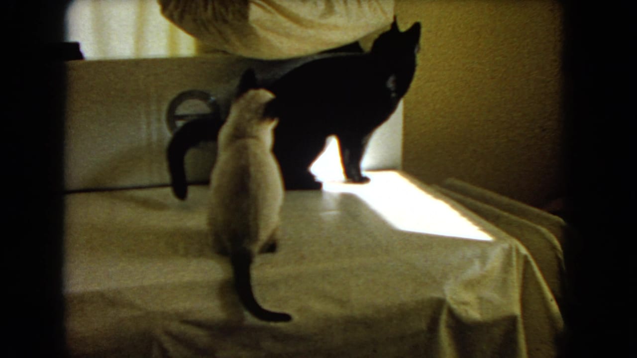 Siamese cat sits upright as a black cat stands silhouetted at the edge of the covered table.