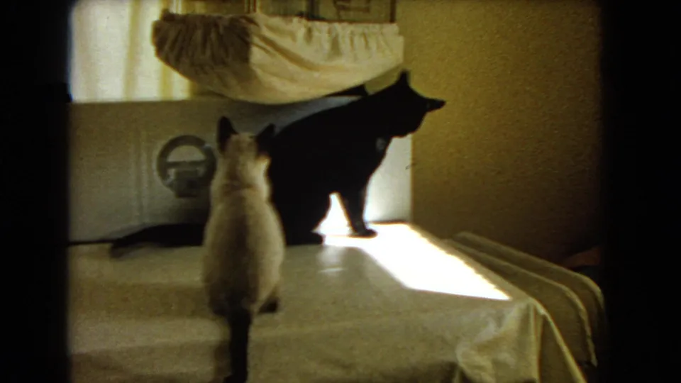 1966 Barstow home interior frame showing two cats on a covered table, with the Siamese cat facing the black cat.