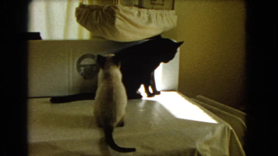 1966 Barstow frame of a Siamese cat seen from behind and a black cat standing in window light on a covered table.