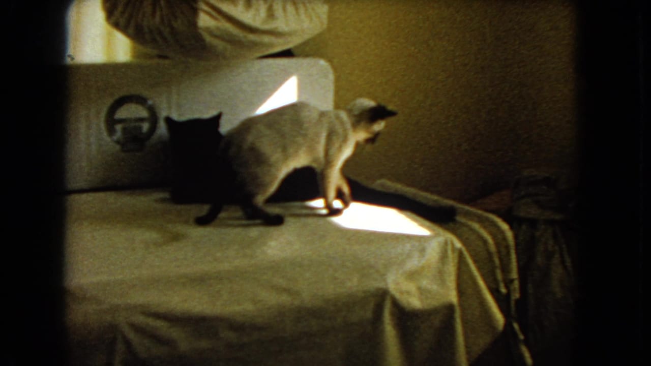 Siamese cat stands near a black cat on a sunlit bed.