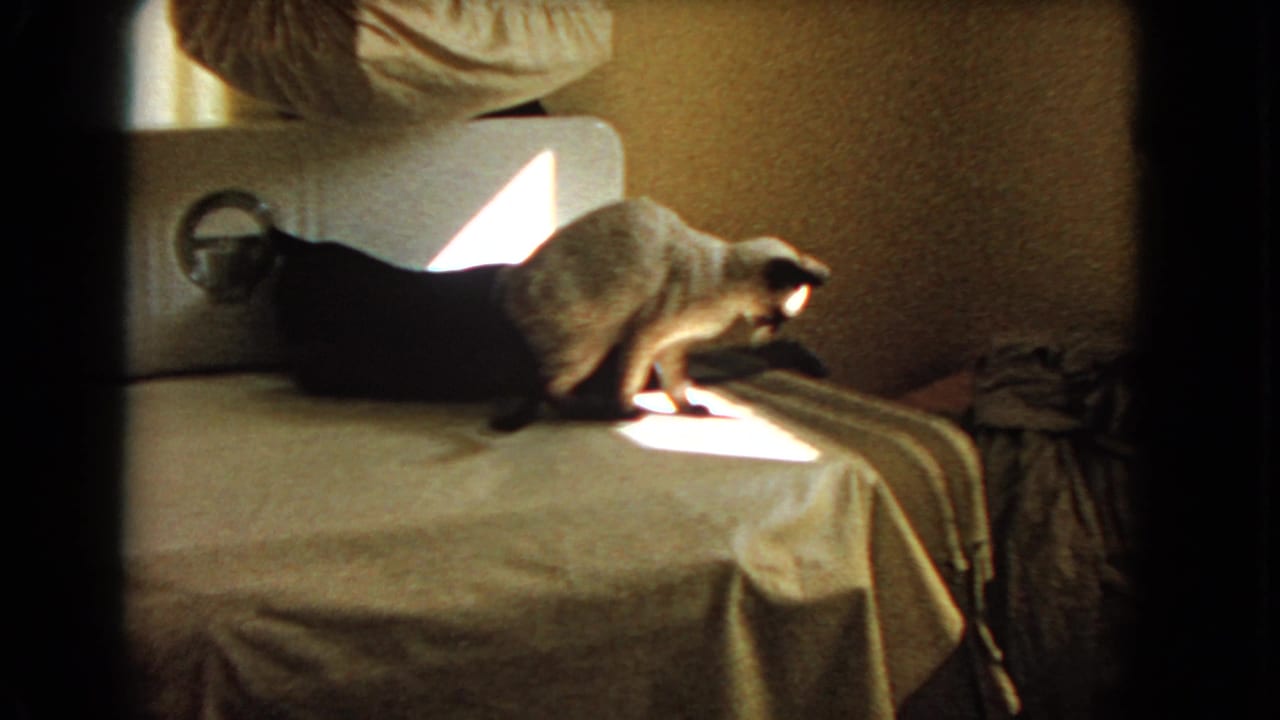 Siamese cat steps through a bright patch of sun while a black cat lies behind it.