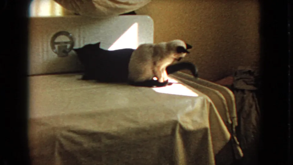The Siamese cat sits in the bright patch on the bed, with the black cat partly obscured against the headboard in the 1966 home movie frame.