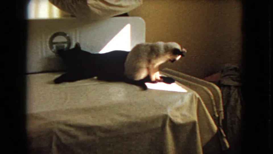 At the end of the clip, the Siamese cat sits near the bed edge as the black cat lies lengthwise behind it in the sunlit room.