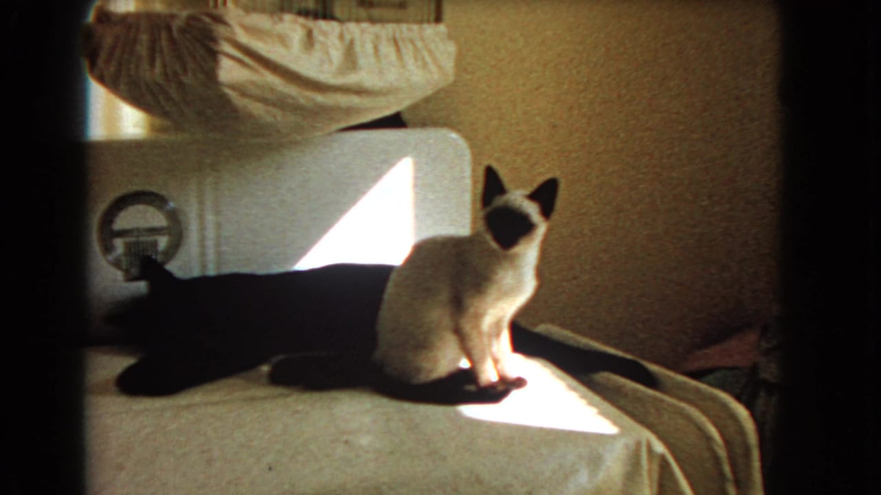 Siamese cat sitting on a bed beside a black cat in sunlight.