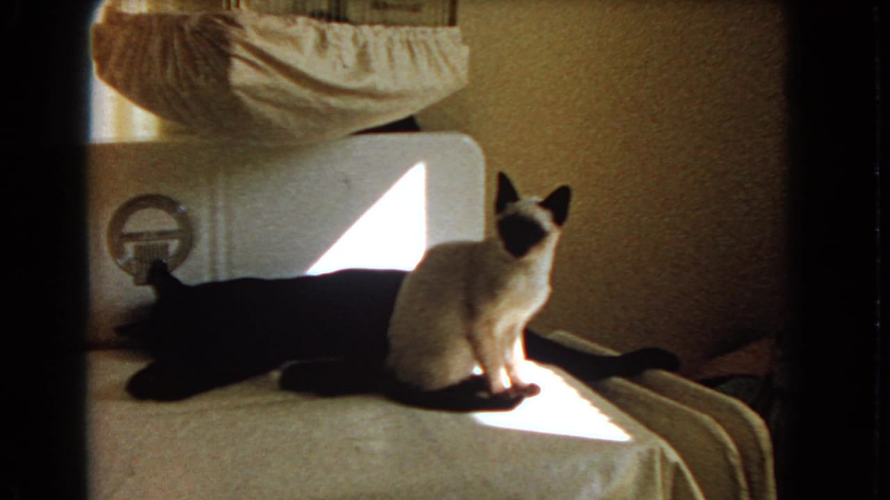 1966 Barstow 8mm frame of a Siamese cat sitting near a reclining black cat on bedding inside a sunlit room.