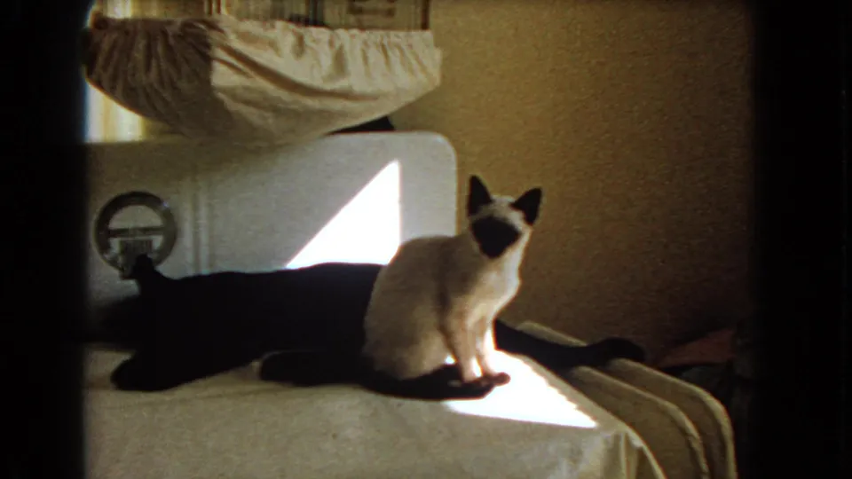 1966 Barstow domestic 8mm frame showing a Siamese cat facing camera beside a black cat on a sunlit bed.