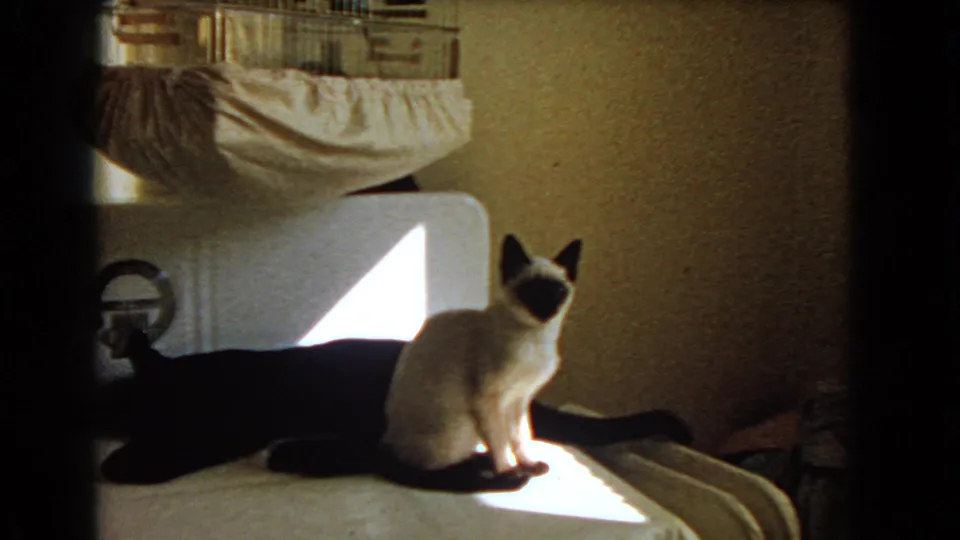 1966 Barstow home-movie still of a Siamese cat upright on a bed, with a black cat partly visible in shadow nearby.