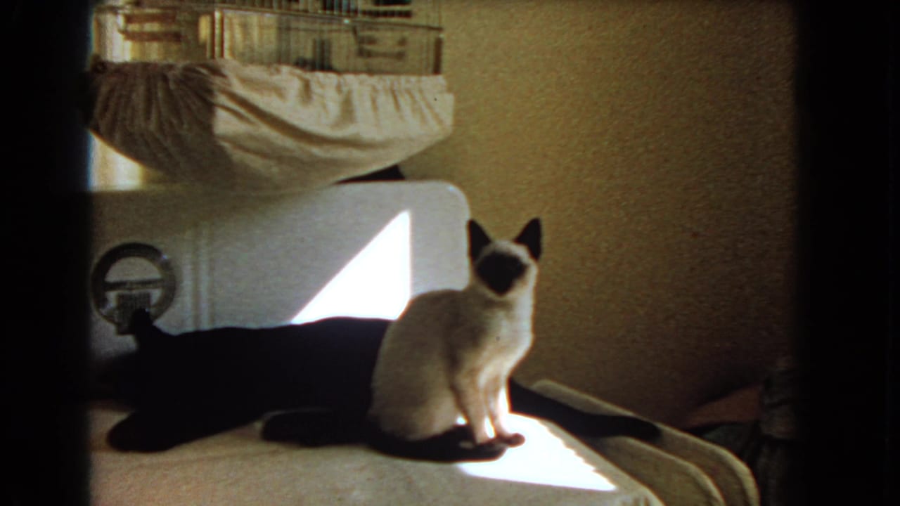 Siamese cat sitting in sunlight on a white washer beside a black cat.