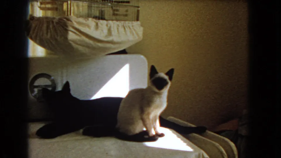 The Siamese cat remains seated on the washer, with the black cat mostly in shadow and a laundry basket visible above.
