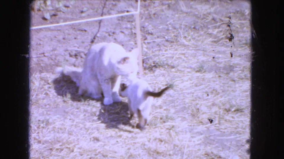 Outdoors in the Barstow clip, a white cat and a Siamese kitten move across dry grass and bare ground.