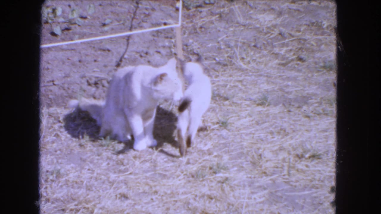 Siamese kitten stands close to a larger pale cat on dry grass near a simple fence.