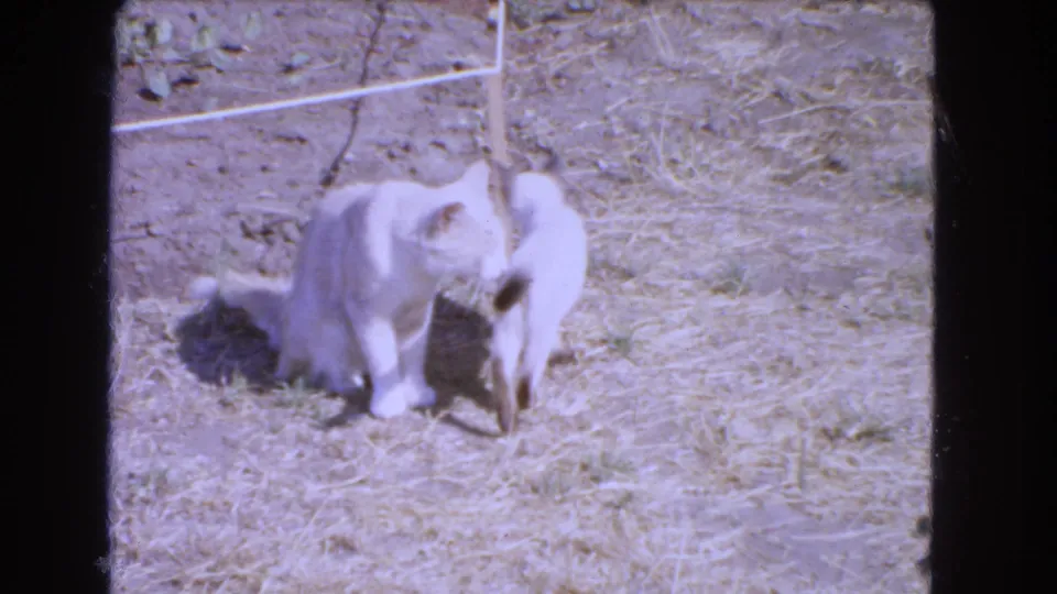 1966 Barstow 8mm frame showing a Siamese kitten beside a larger pale cat in a dry sunlit yard with a fence line behind them.