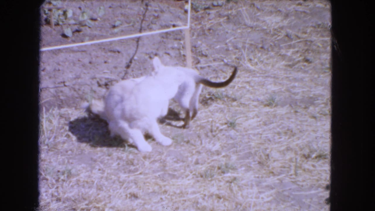 The larger pale cat turns away as the Siamese kitten remains close behind, suggesting playful attention to the cat's tail.