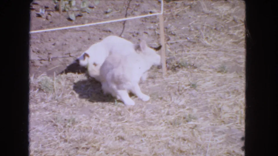 In the sunlit Barstow yard, the larger pale cat lowers toward the ground while the Siamese kitten stays close during a gentle tussle.