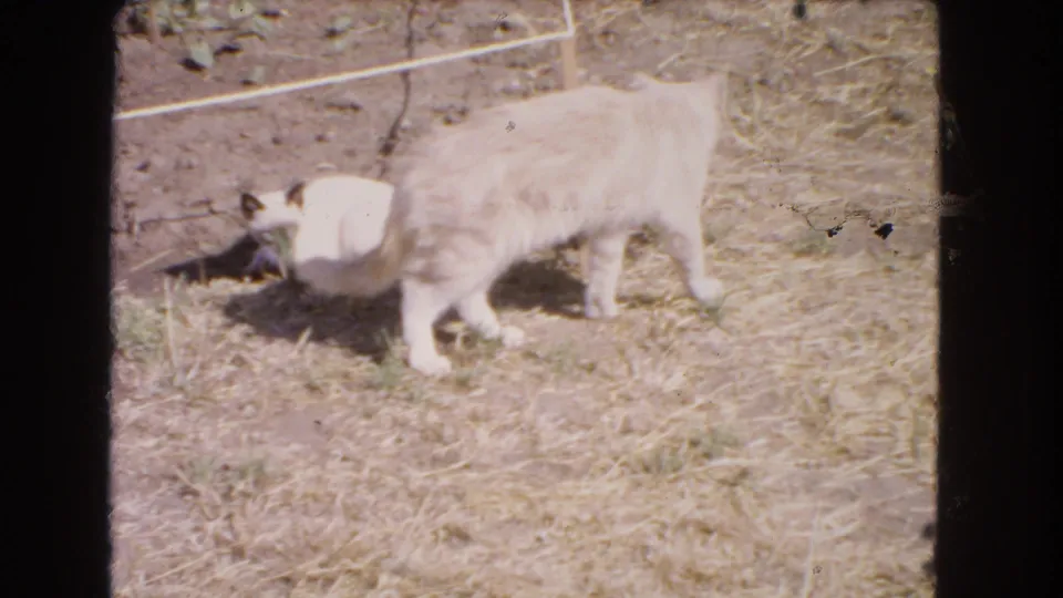 The larger pale cat stands beside the Siamese kitten, which lies low on the dry ground during the end of the playful exchange.